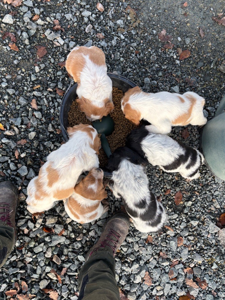 des Etangs de Dame Blanche - Epagneul Breton - Portée née le 17/10/2025