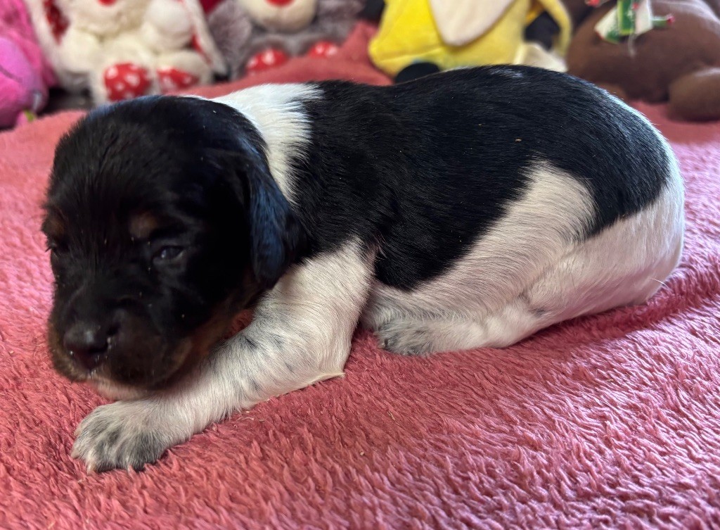 des Etangs de Dame Blanche - Chiots disponibles - Epagneul Breton