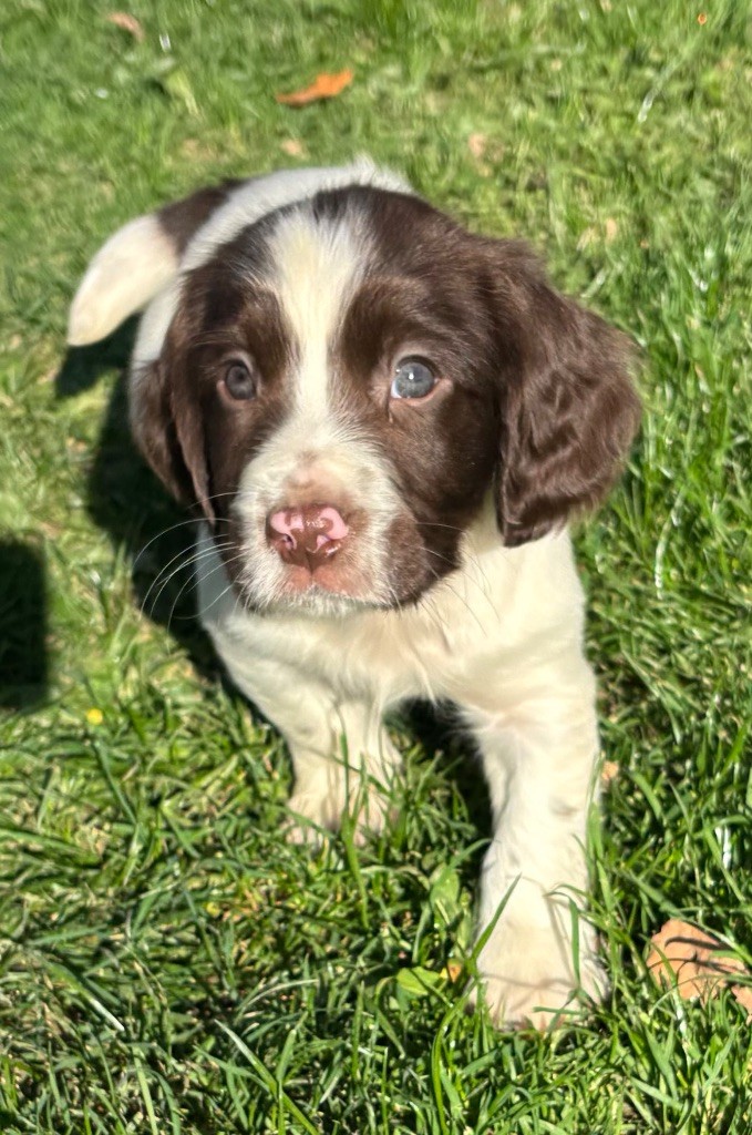 des Etangs de Dame Blanche - Chiots disponibles - English Springer Spaniel