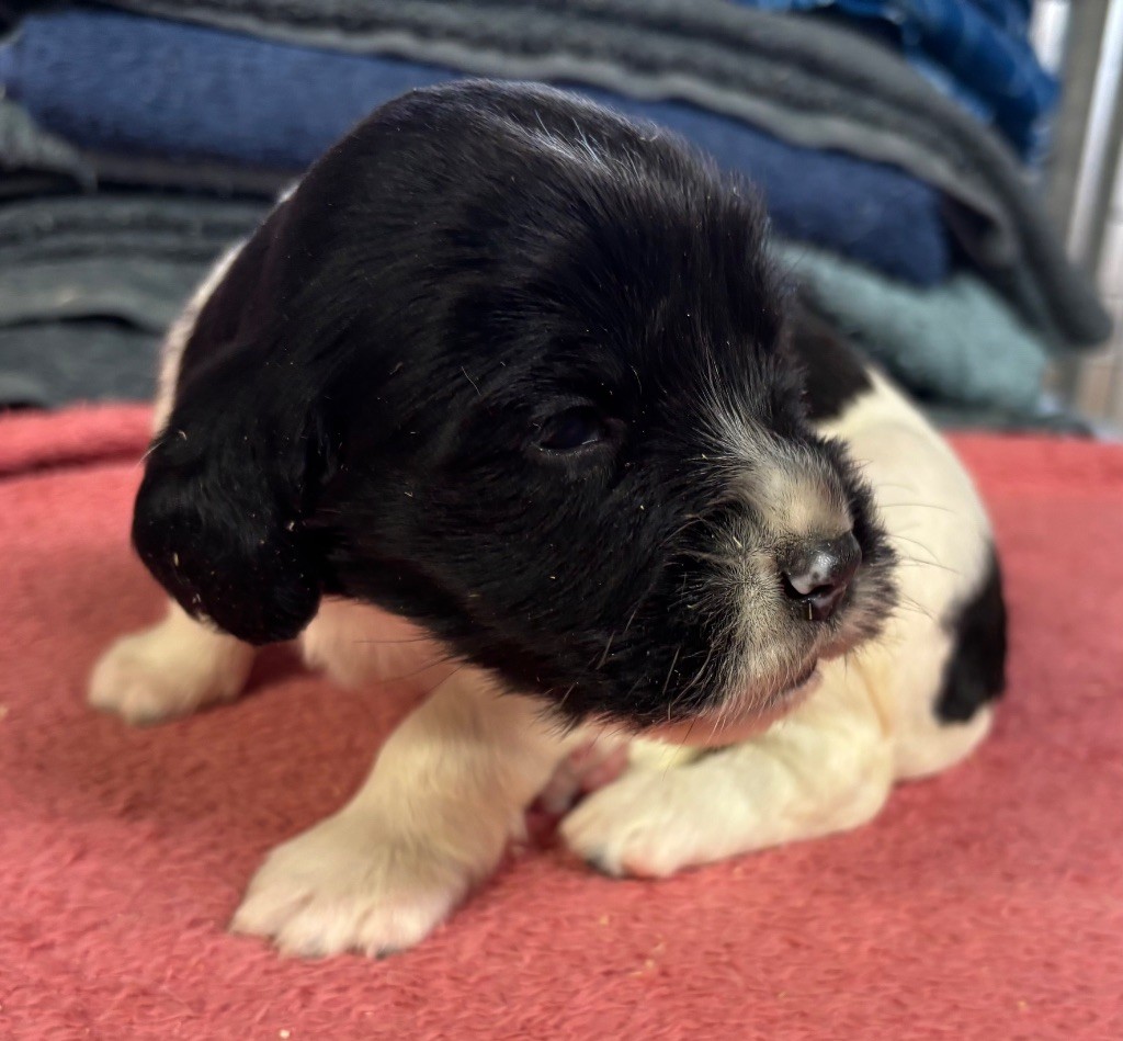 des Etangs de Dame Blanche - Chiots disponibles - English Springer Spaniel
