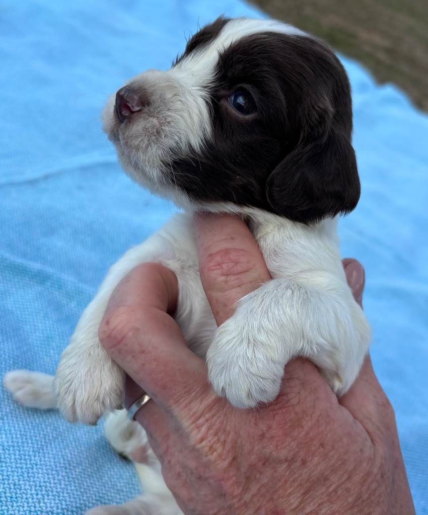 des Etangs de Dame Blanche - Chiots disponibles - English Springer Spaniel