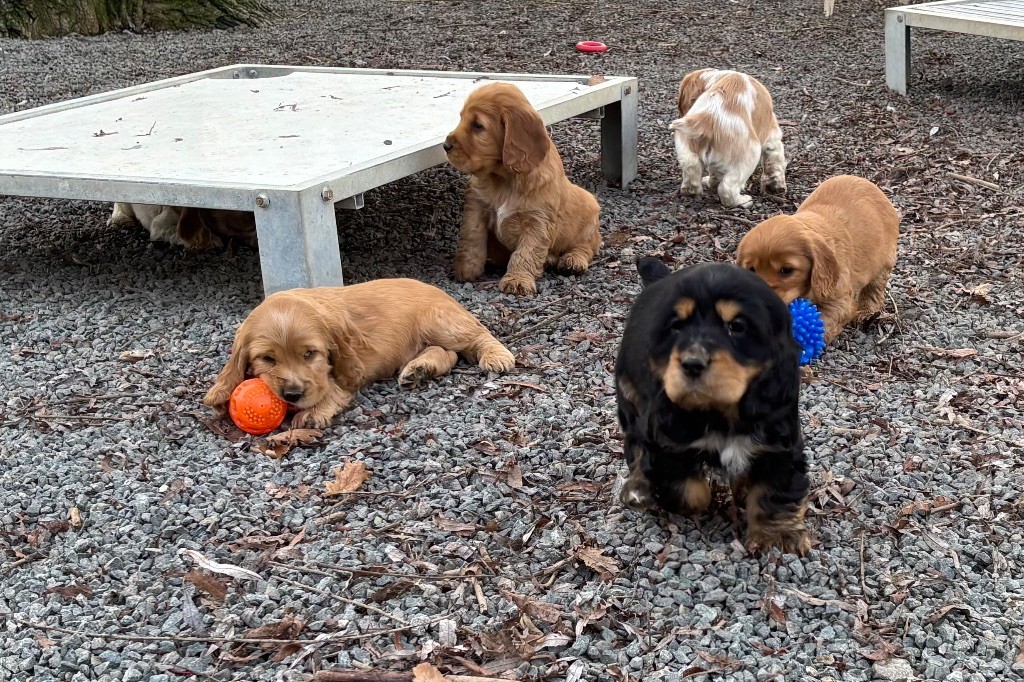 des Etangs de Dame Blanche - Cocker Spaniel Anglais - Portée née le 25/10/2025