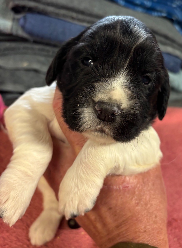 des Etangs de Dame Blanche - Chiots disponibles - English Springer Spaniel