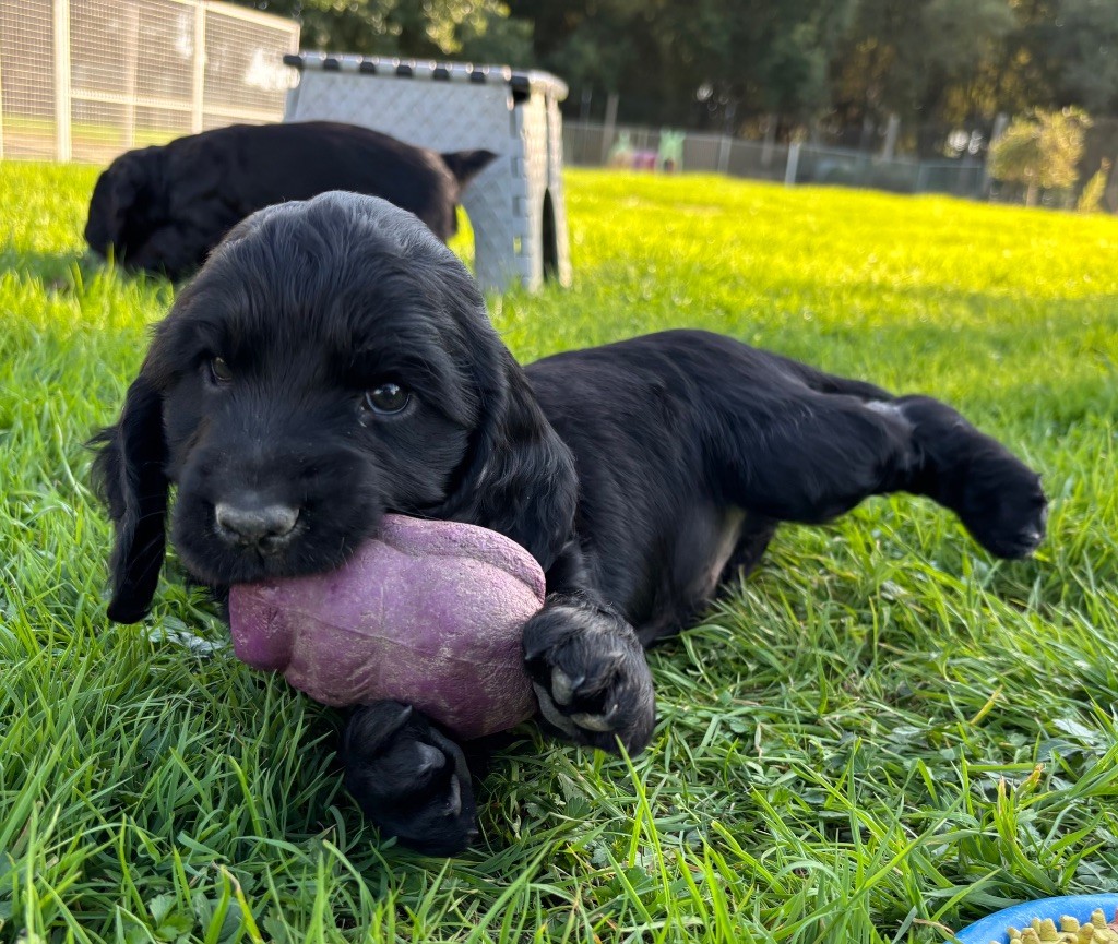 des Etangs de Dame Blanche - Chiots disponibles - Cocker Spaniel Anglais