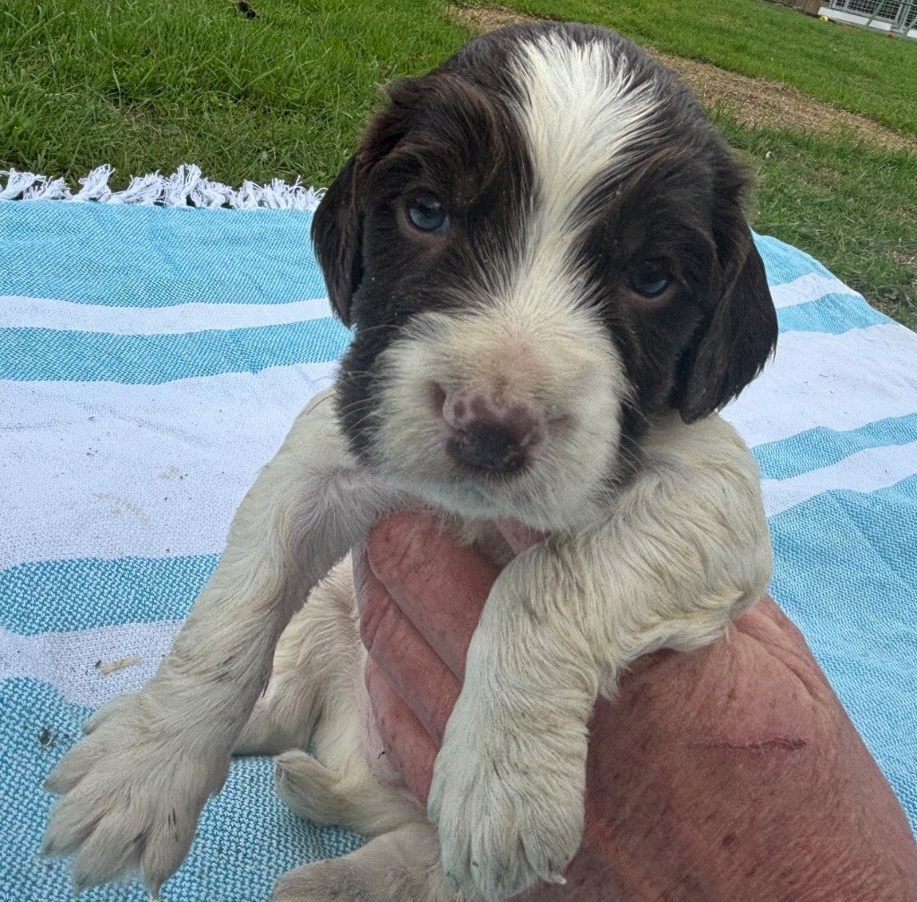 des Etangs de Dame Blanche - Chiots disponibles - English Springer Spaniel