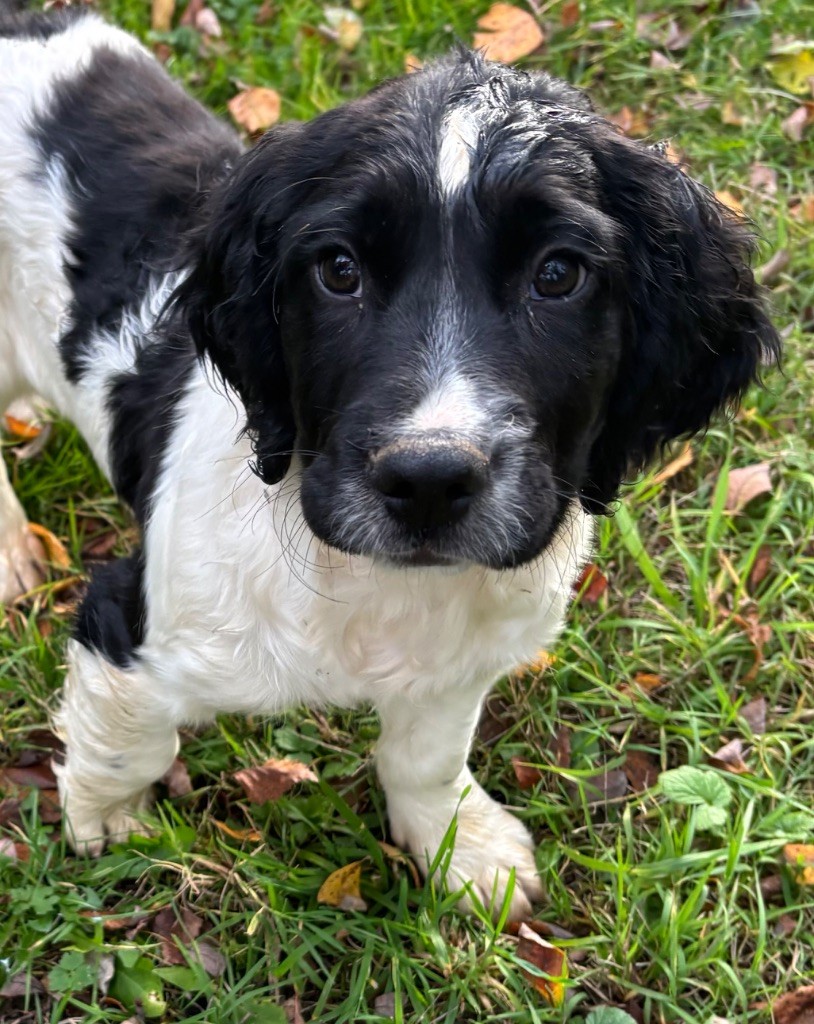 des Etangs de Dame Blanche - Chiots disponibles - English Springer Spaniel
