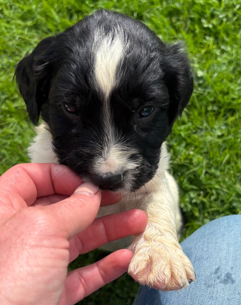 des Etangs de Dame Blanche - Chiots disponibles - English Springer Spaniel