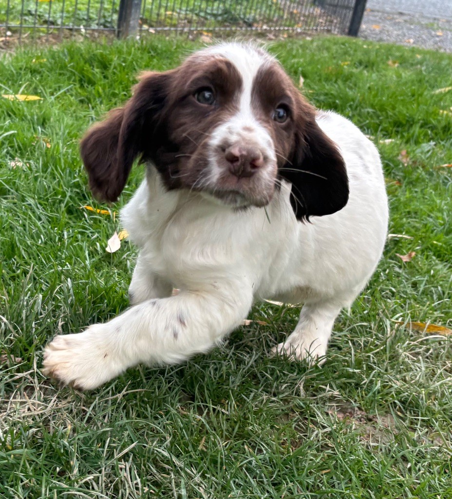 des Etangs de Dame Blanche - Chiots disponibles - English Springer Spaniel