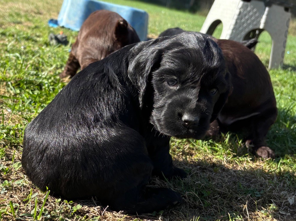 des Etangs de Dame Blanche - Chiots disponibles - Cocker Spaniel Anglais