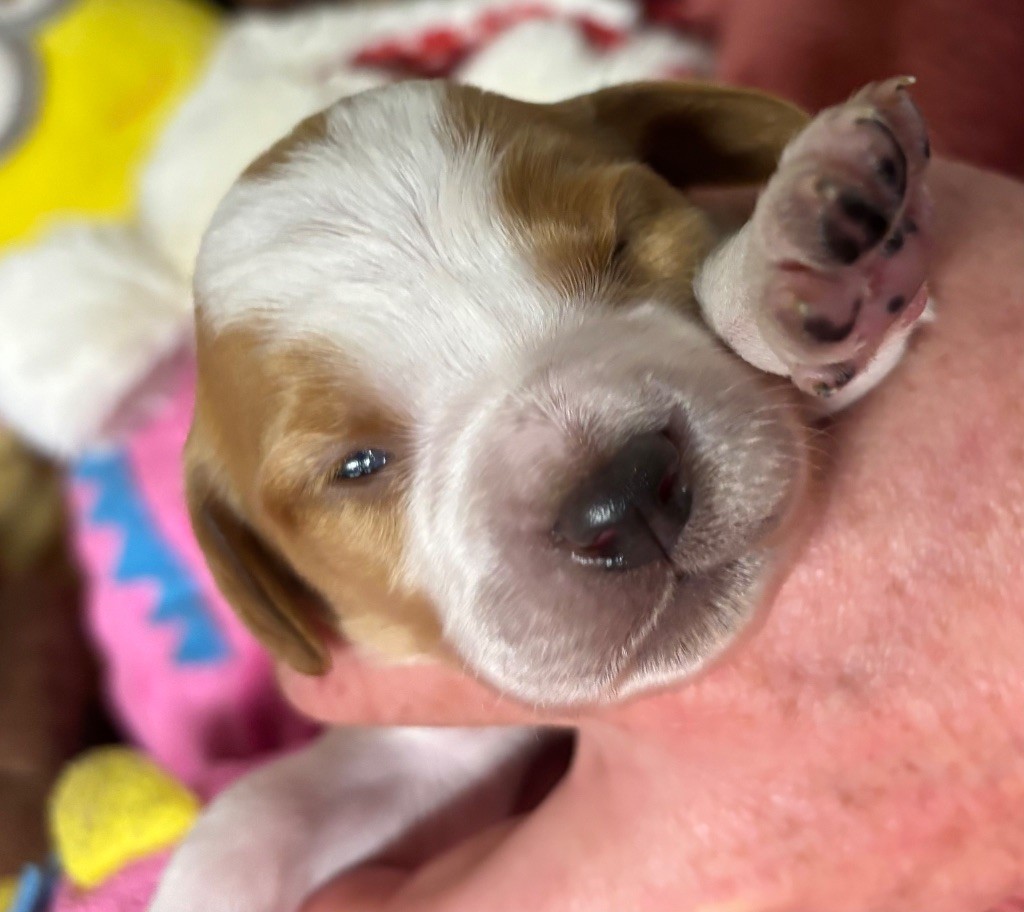 des Etangs de Dame Blanche - Chiots disponibles - Epagneul Breton
