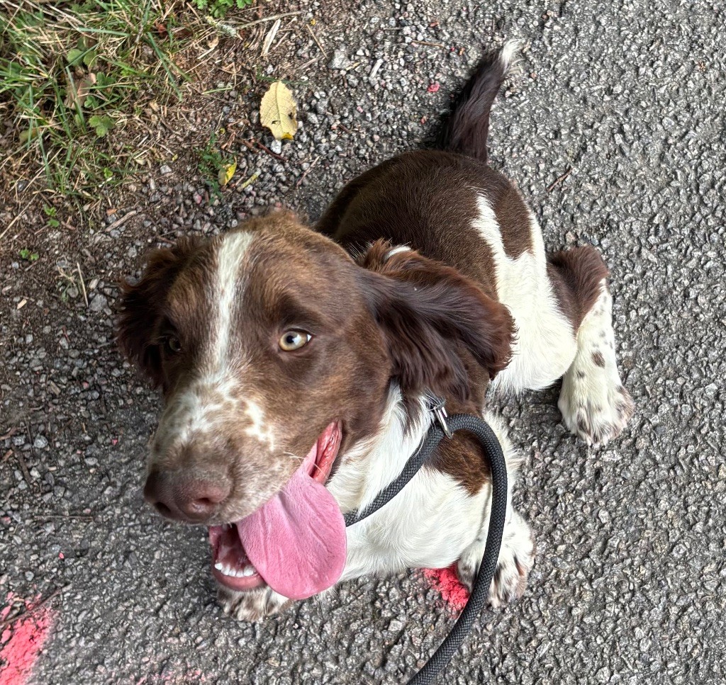 des Etangs de Dame Blanche - Chiots disponibles - English Springer Spaniel