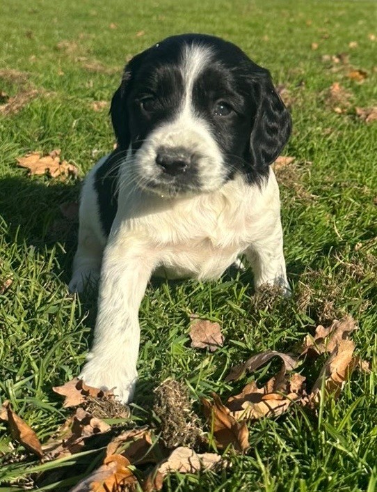 des Etangs de Dame Blanche - Chiots disponibles - English Springer Spaniel