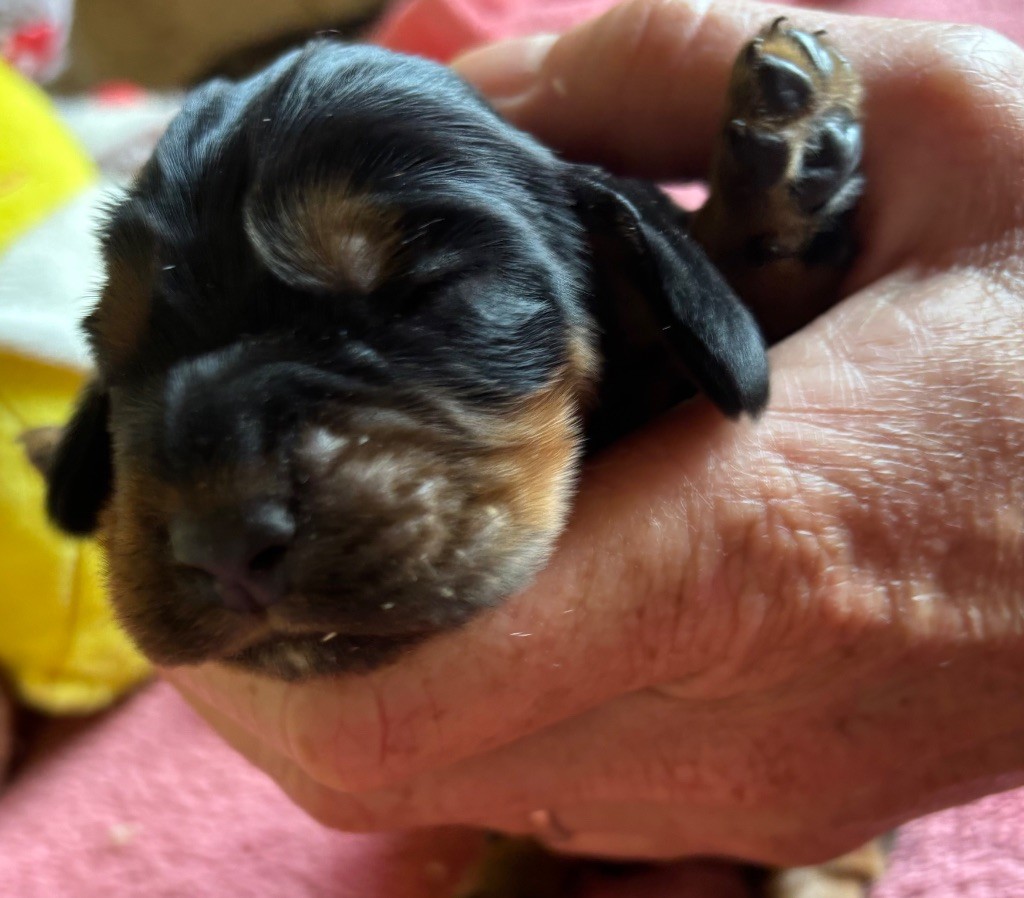 des Etangs de Dame Blanche - Chiots disponibles - Cocker Spaniel Anglais
