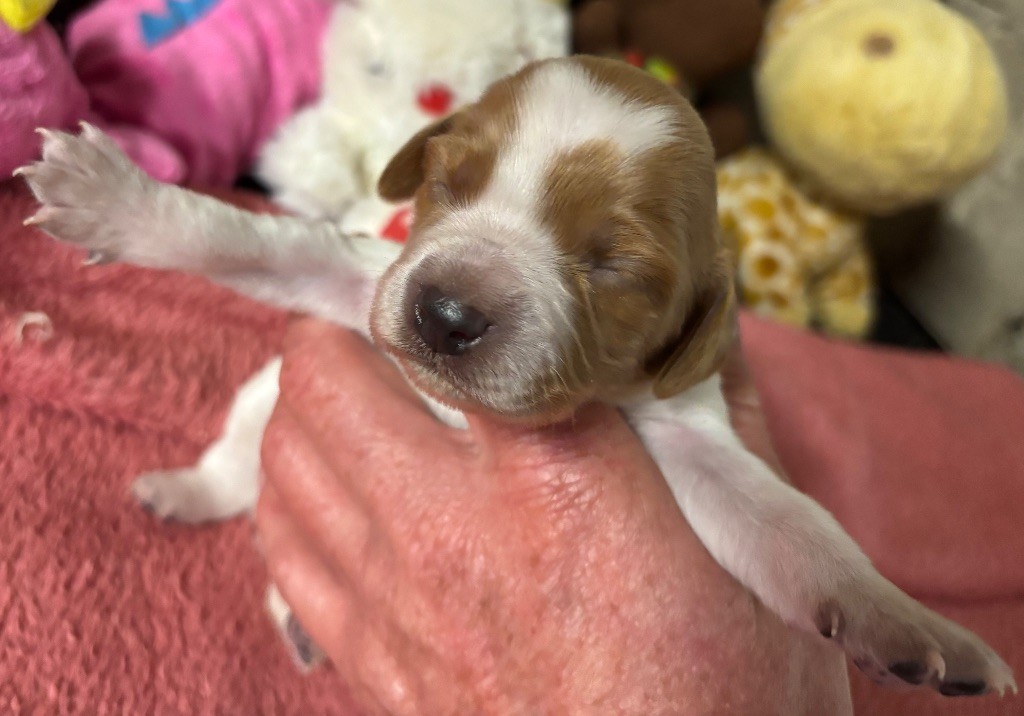 des Etangs de Dame Blanche - Chiots disponibles - Epagneul Breton