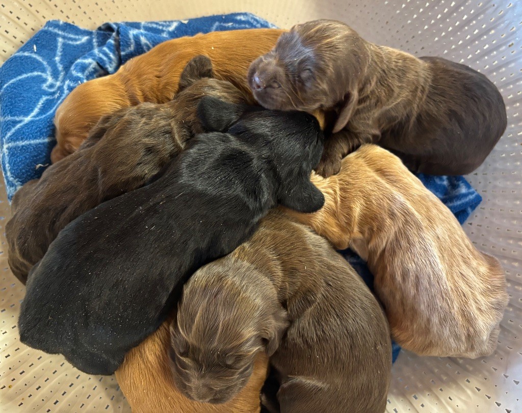 Chiot Cocker Spaniel Anglais des Etangs de Dame Blanche