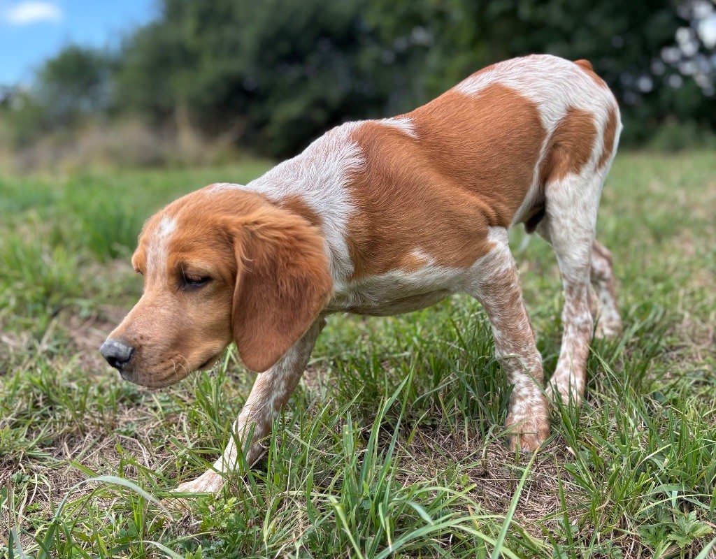 des Etangs de Dame Blanche - Chiots disponibles - Epagneul Breton