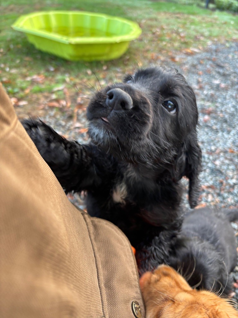 des Etangs de Dame Blanche - Chiots disponibles - Cocker Spaniel Anglais