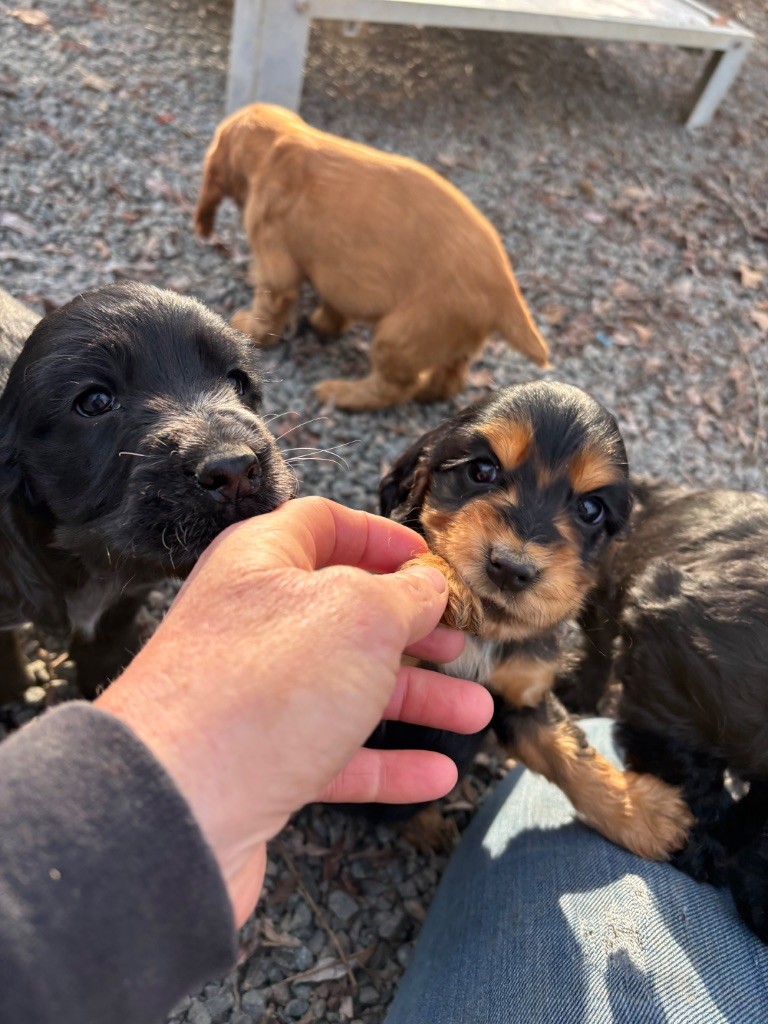 Chiot Cocker Spaniel Anglais des Etangs de Dame Blanche