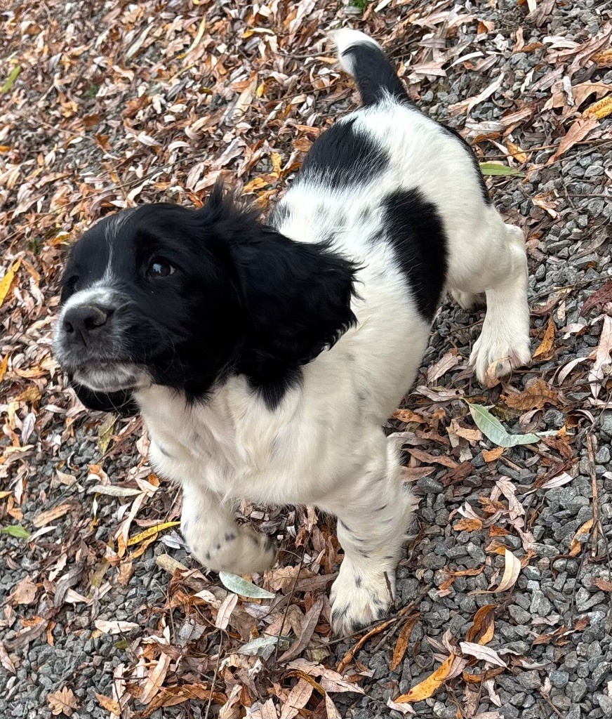 des Etangs de Dame Blanche - Chiots disponibles - English Springer Spaniel