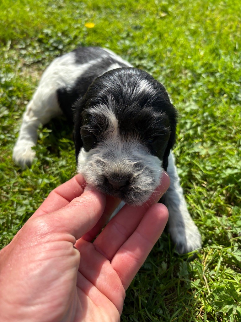des Etangs de Dame Blanche - Chiots disponibles - Cocker Spaniel Anglais