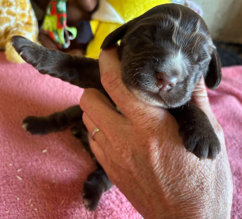 des Etangs de Dame Blanche - Chiots disponibles - Cocker Spaniel Anglais