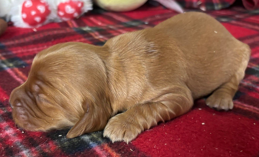 des Etangs de Dame Blanche - Chiots disponibles - Cocker Spaniel Anglais