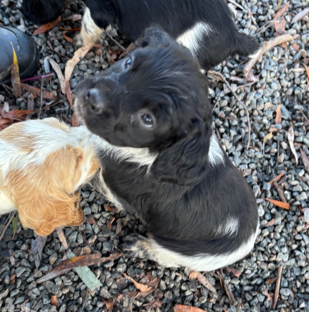 des Etangs de Dame Blanche - Epagneul Breton - Portée née le 07/10/2025