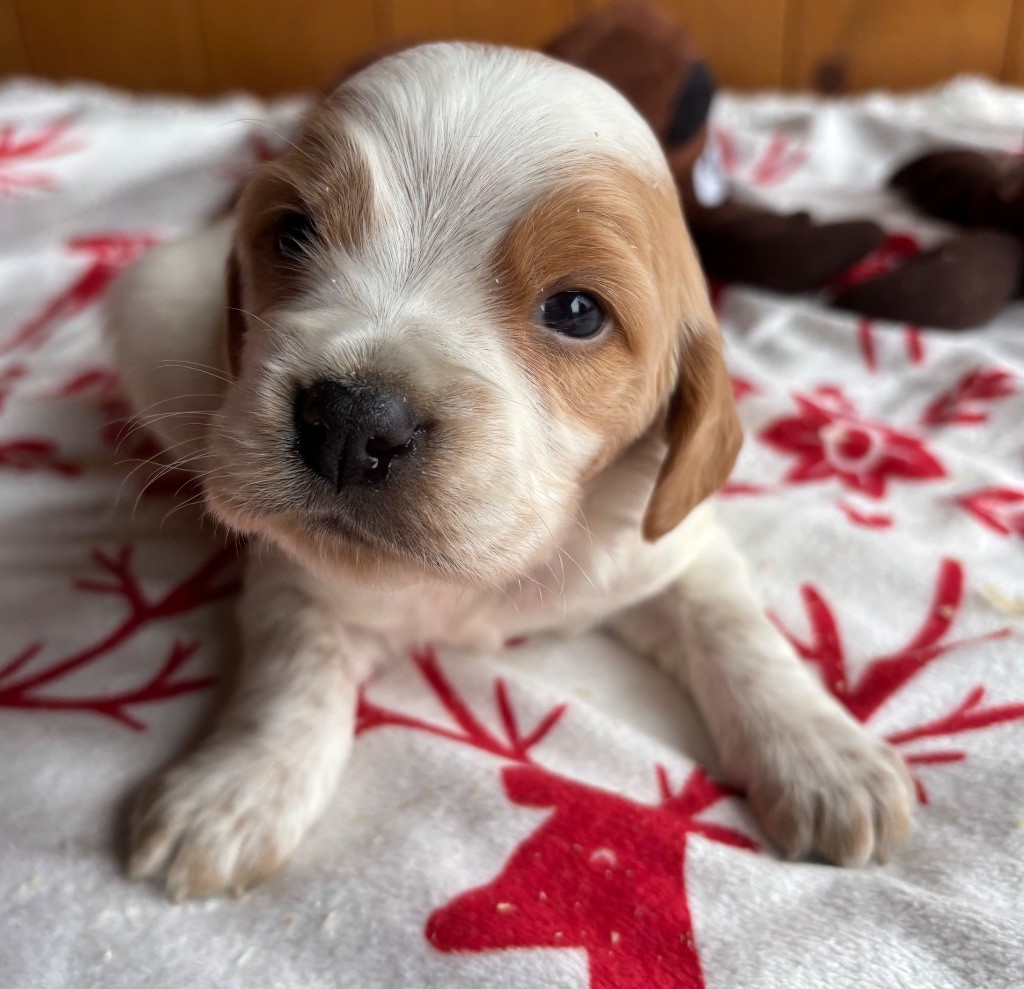 des Etangs de Dame Blanche - Chiots disponibles - Epagneul Breton
