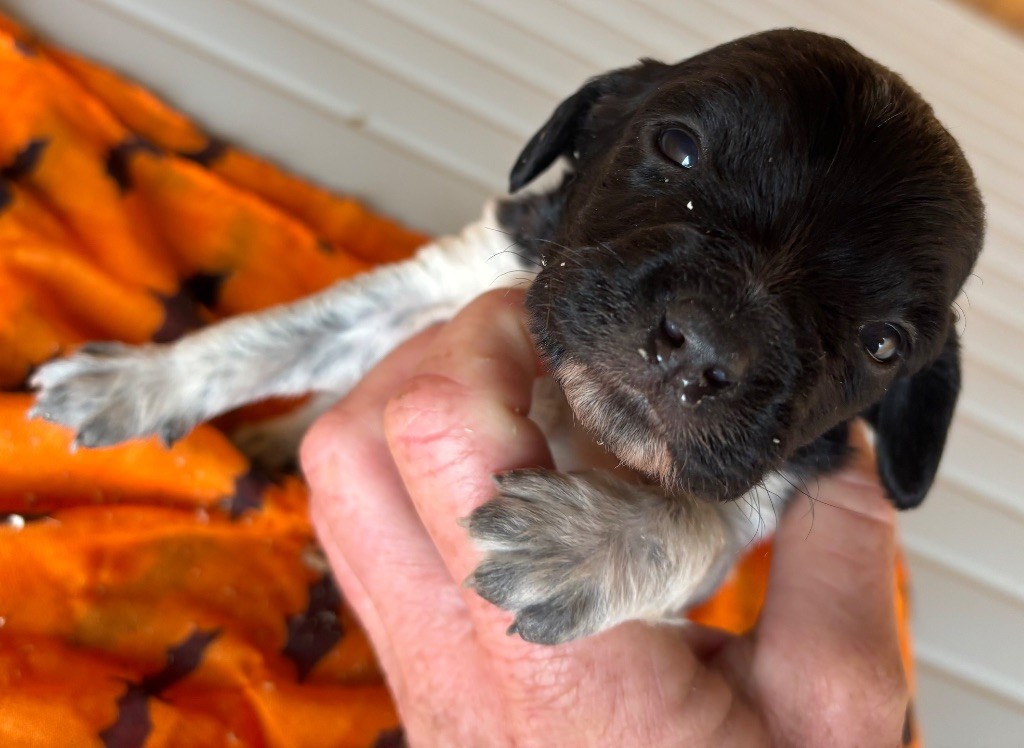 des Etangs de Dame Blanche - Chiots disponibles - Epagneul Breton