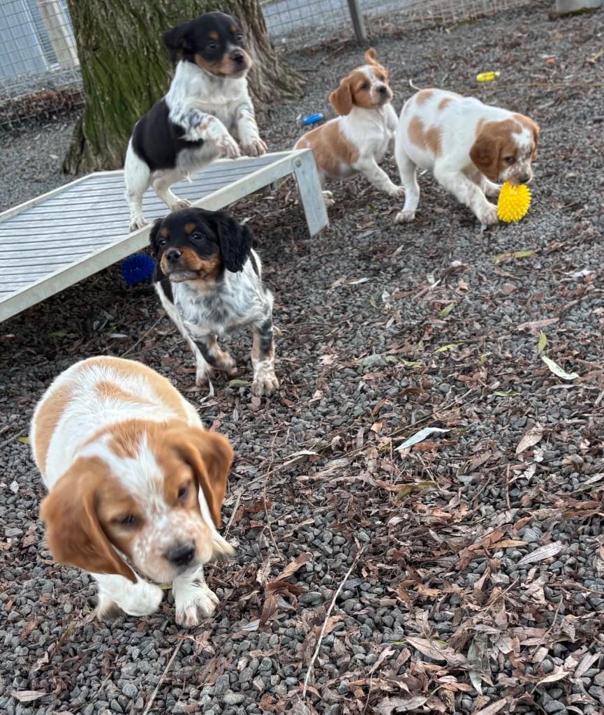 des Etangs de Dame Blanche - Epagneul Breton - Portée née le 17/10/2025