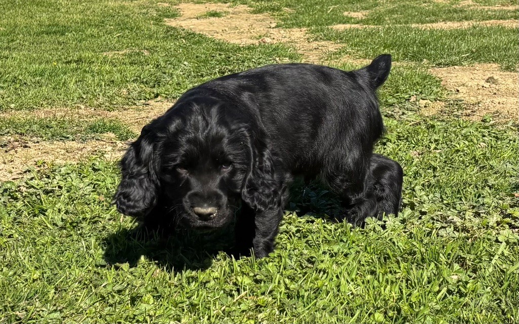 des Etangs de Dame Blanche - Chiots disponibles - Cocker Spaniel Anglais