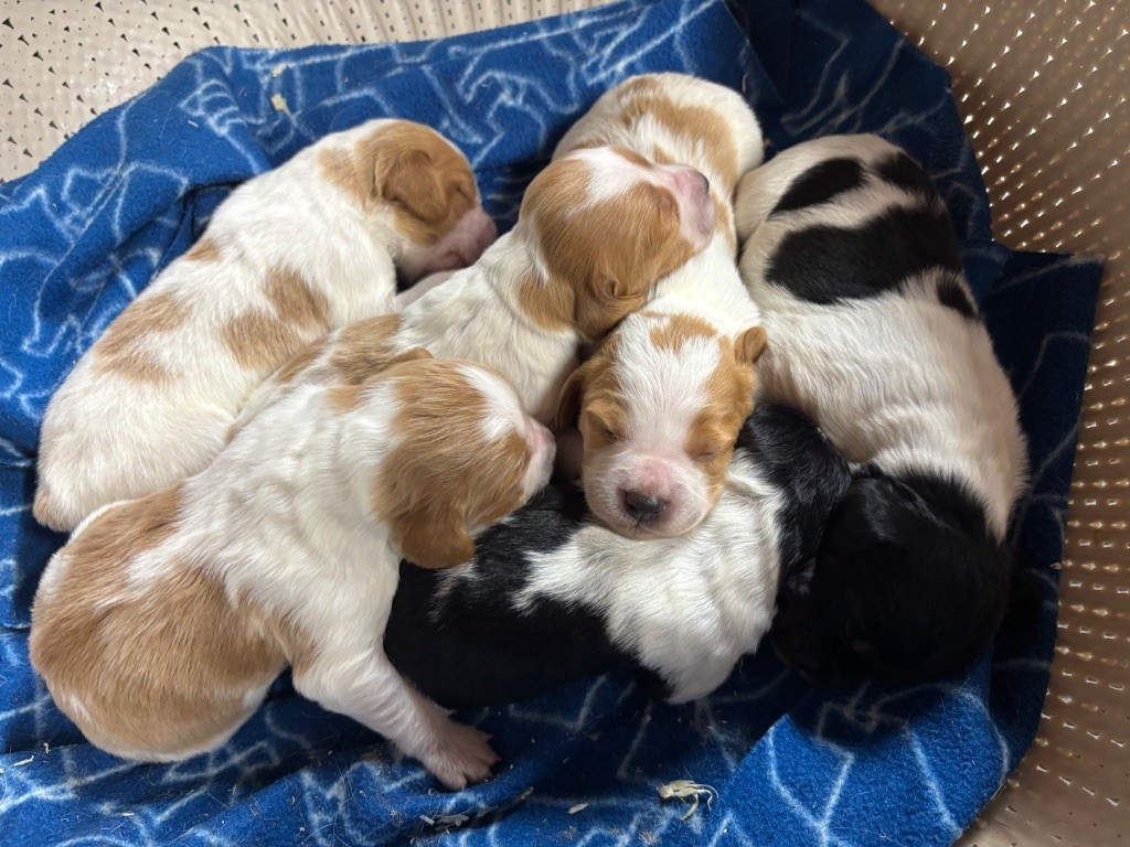 Chiot Epagneul Breton des Etangs de Dame Blanche