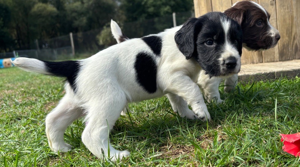 des Etangs de Dame Blanche - Chiots disponibles - English Springer Spaniel