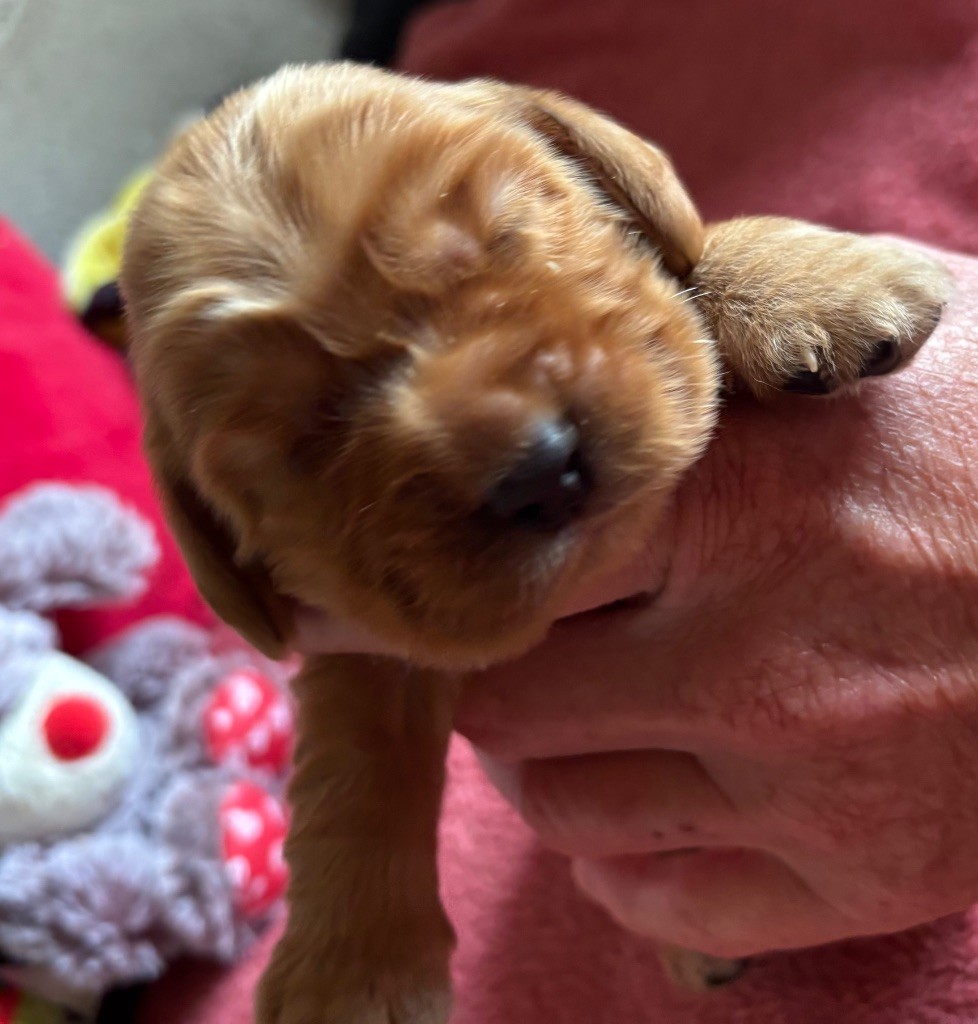 des Etangs de Dame Blanche - Chiots disponibles - Cocker Spaniel Anglais