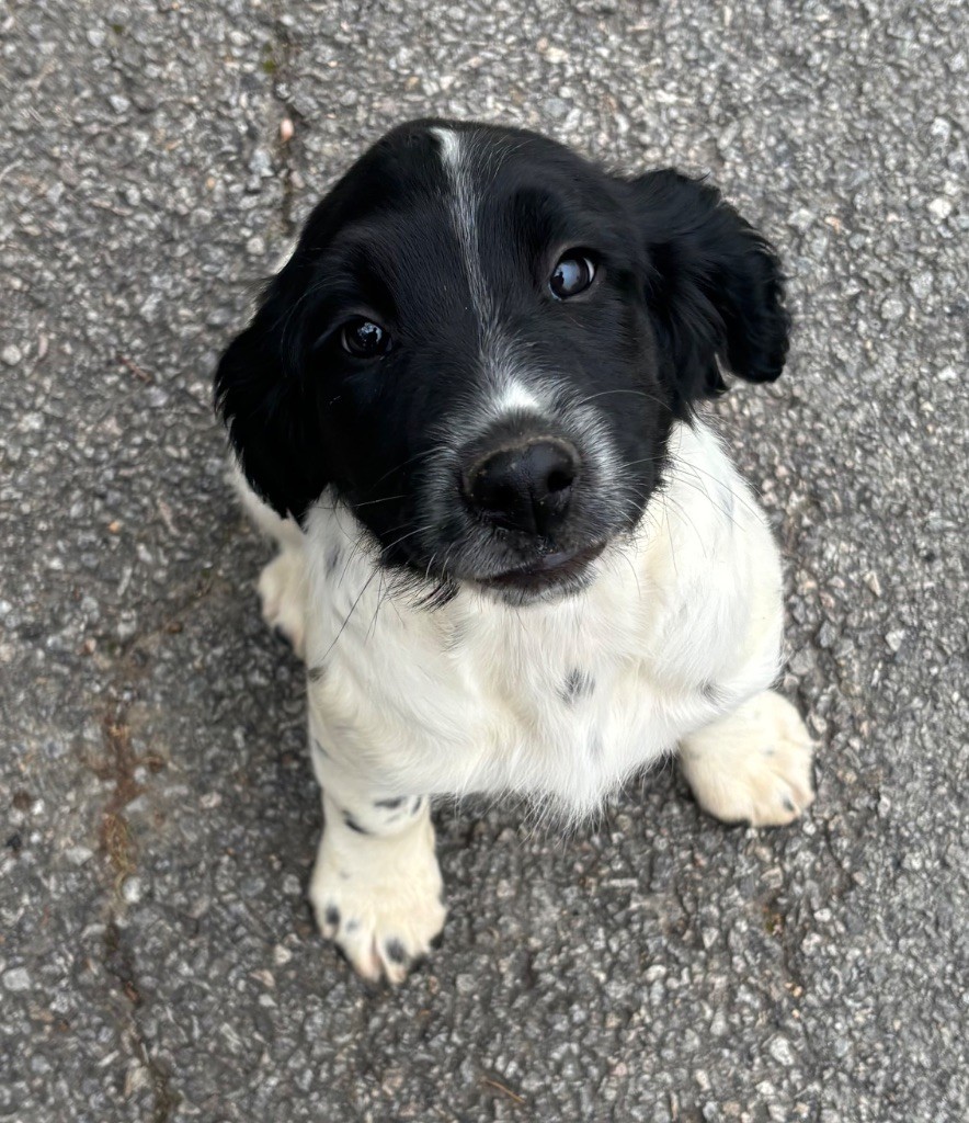 des Etangs de Dame Blanche - Chiots disponibles - English Springer Spaniel