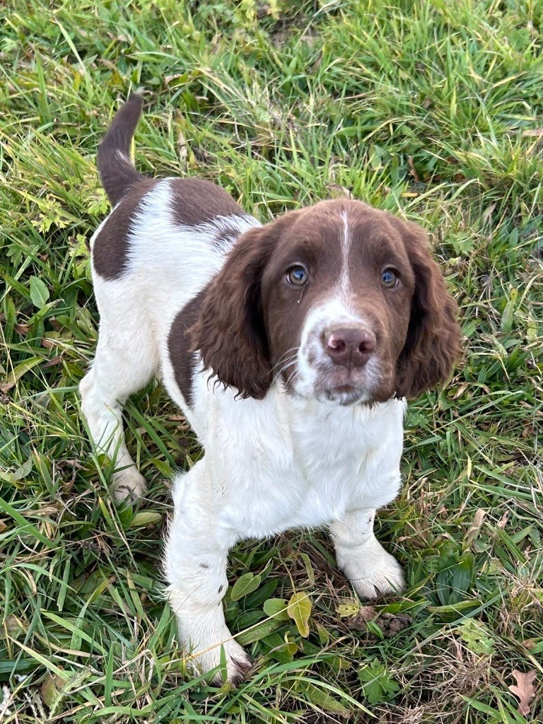 des Etangs de Dame Blanche - Chiots disponibles - English Springer Spaniel