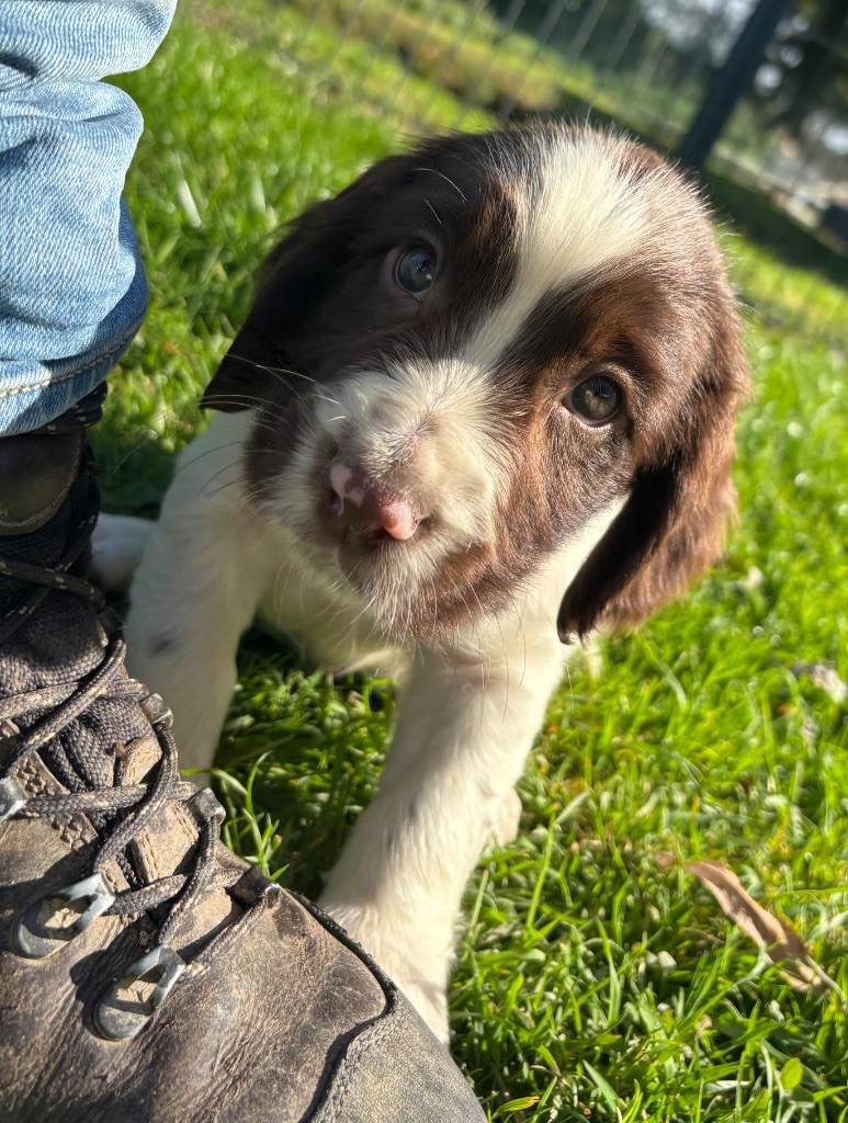 des Etangs de Dame Blanche - Chiots disponibles - English Springer Spaniel