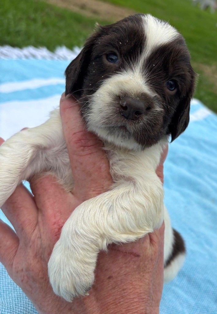 des Etangs de Dame Blanche - Chiots disponibles - English Springer Spaniel