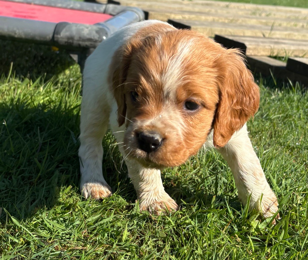 des Etangs de Dame Blanche - Chiots disponibles - Epagneul Breton