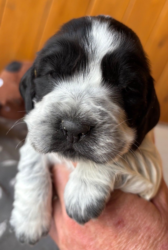 des Etangs de Dame Blanche - Chiots disponibles - Cocker Spaniel Anglais