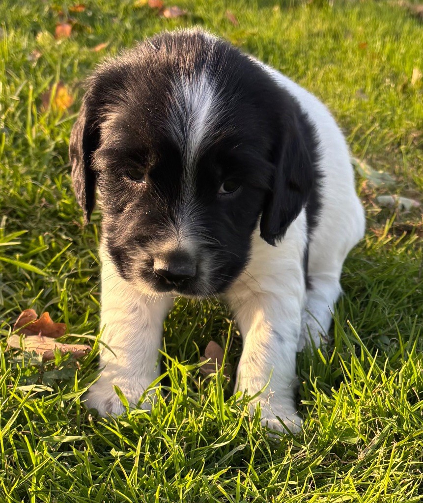 des Etangs de Dame Blanche - Chiots disponibles - English Springer Spaniel