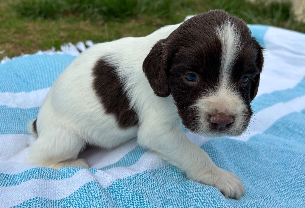 des Etangs de Dame Blanche - Chiots disponibles - English Springer Spaniel
