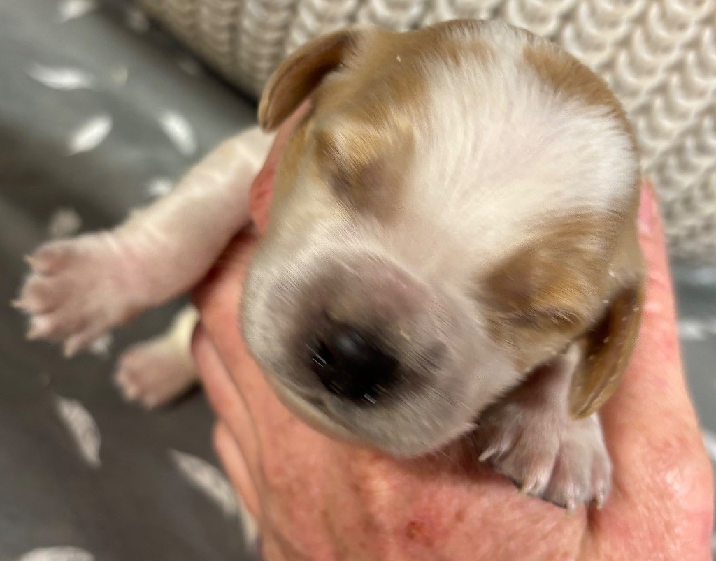 des Etangs de Dame Blanche - Chiots disponibles - Epagneul Breton