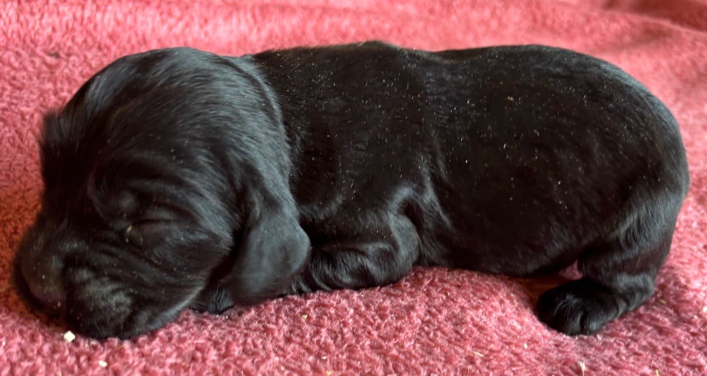 des Etangs de Dame Blanche - Chiots disponibles - Cocker Spaniel Anglais
