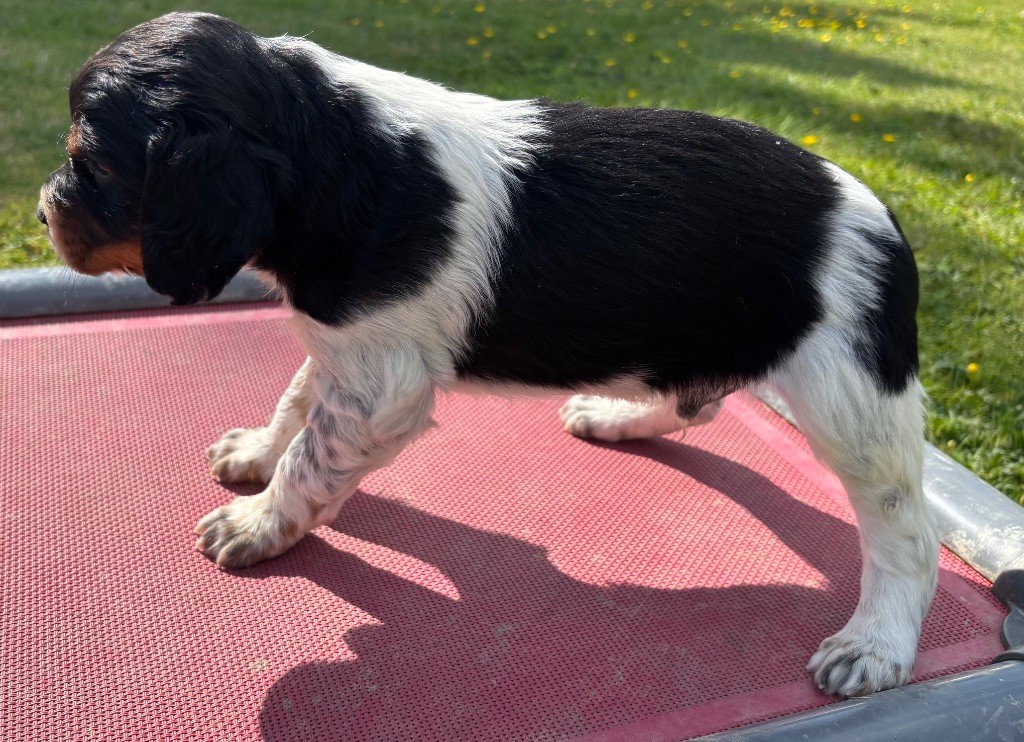 des Etangs de Dame Blanche - Chiots disponibles - Epagneul Breton