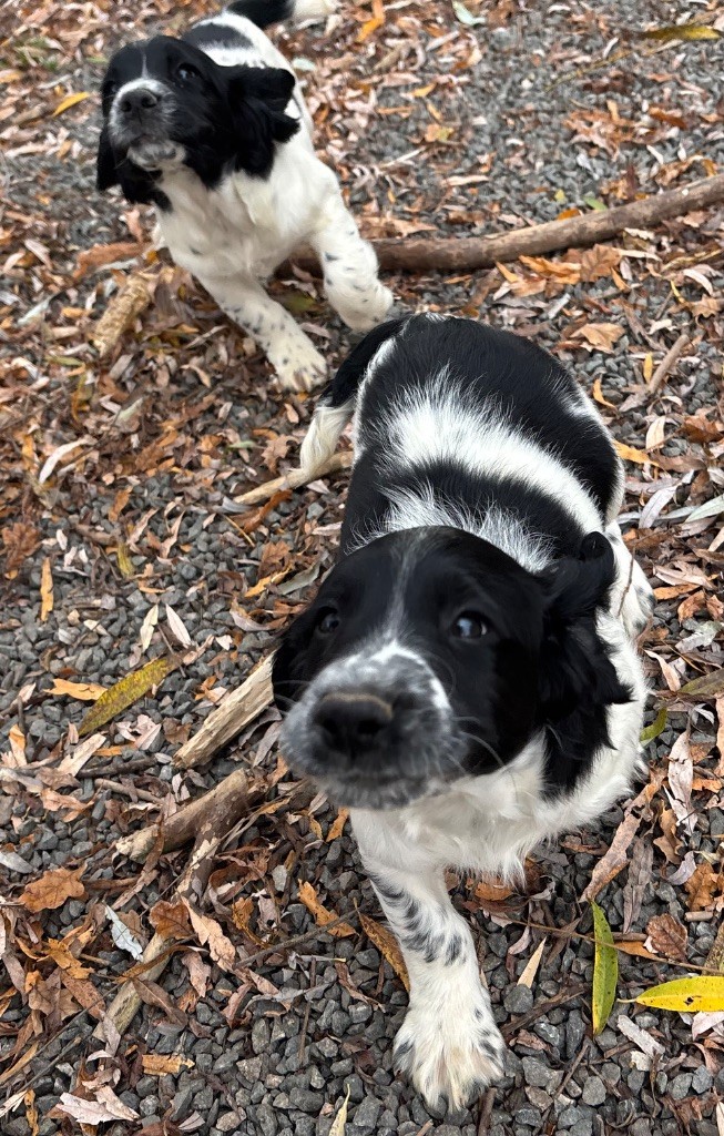 des Etangs de Dame Blanche - Chiots disponibles - English Springer Spaniel