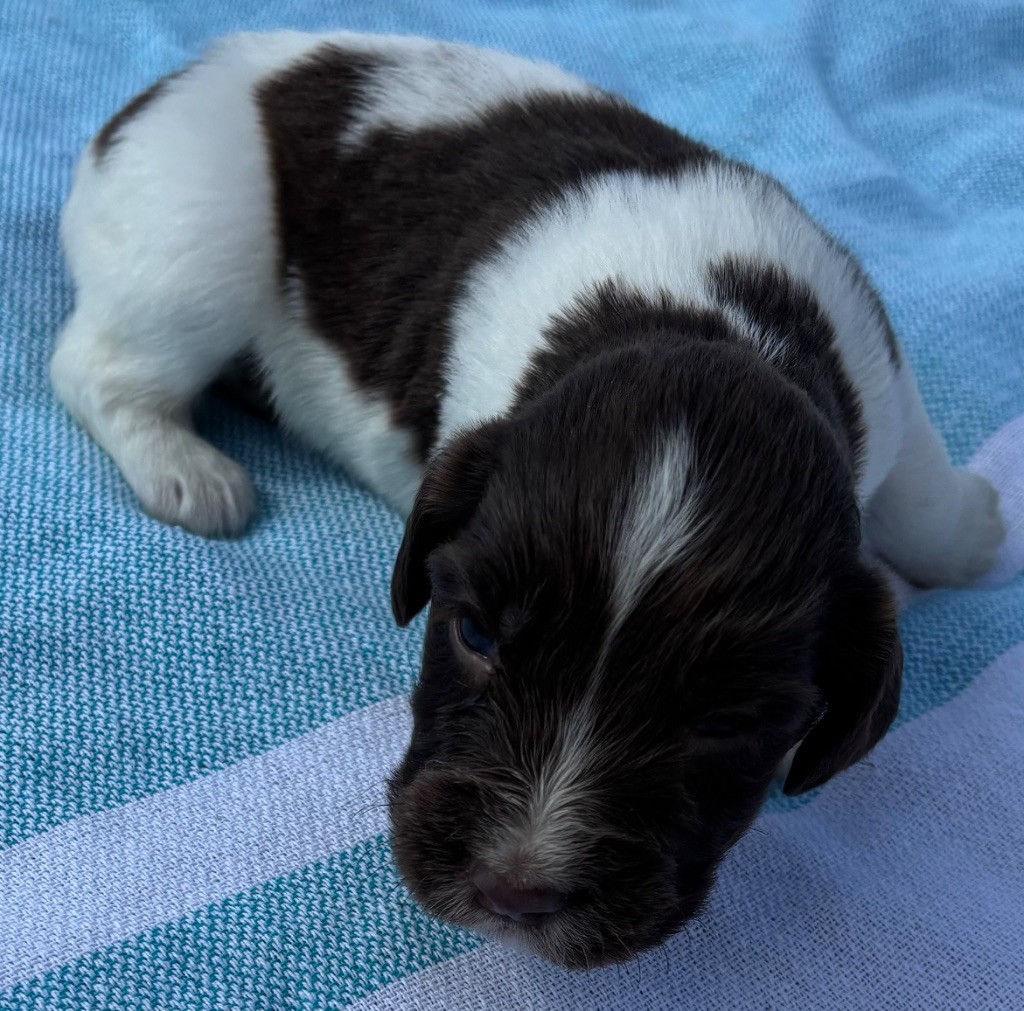 des Etangs de Dame Blanche - Chiots disponibles - English Springer Spaniel