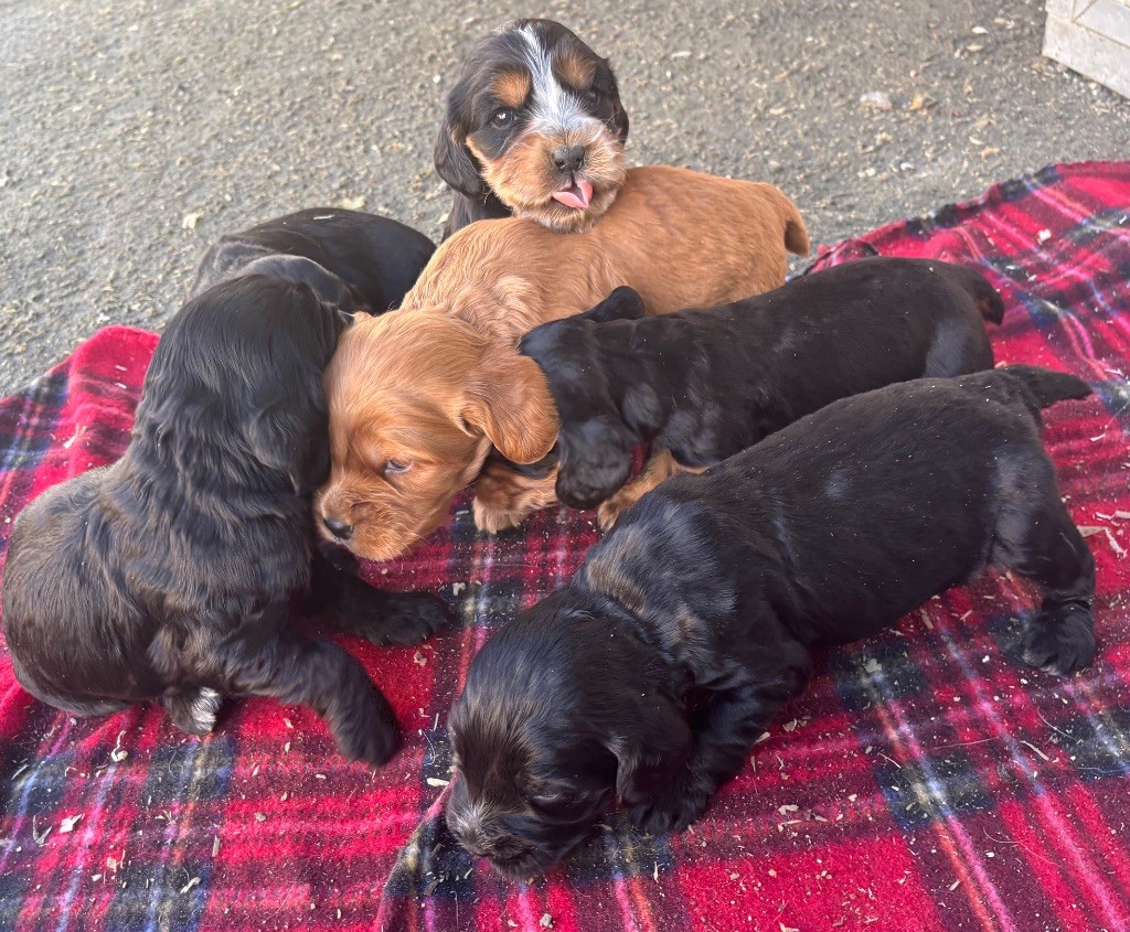 des Etangs de Dame Blanche - Cocker Spaniel Anglais - Portée née le 24/10/2025