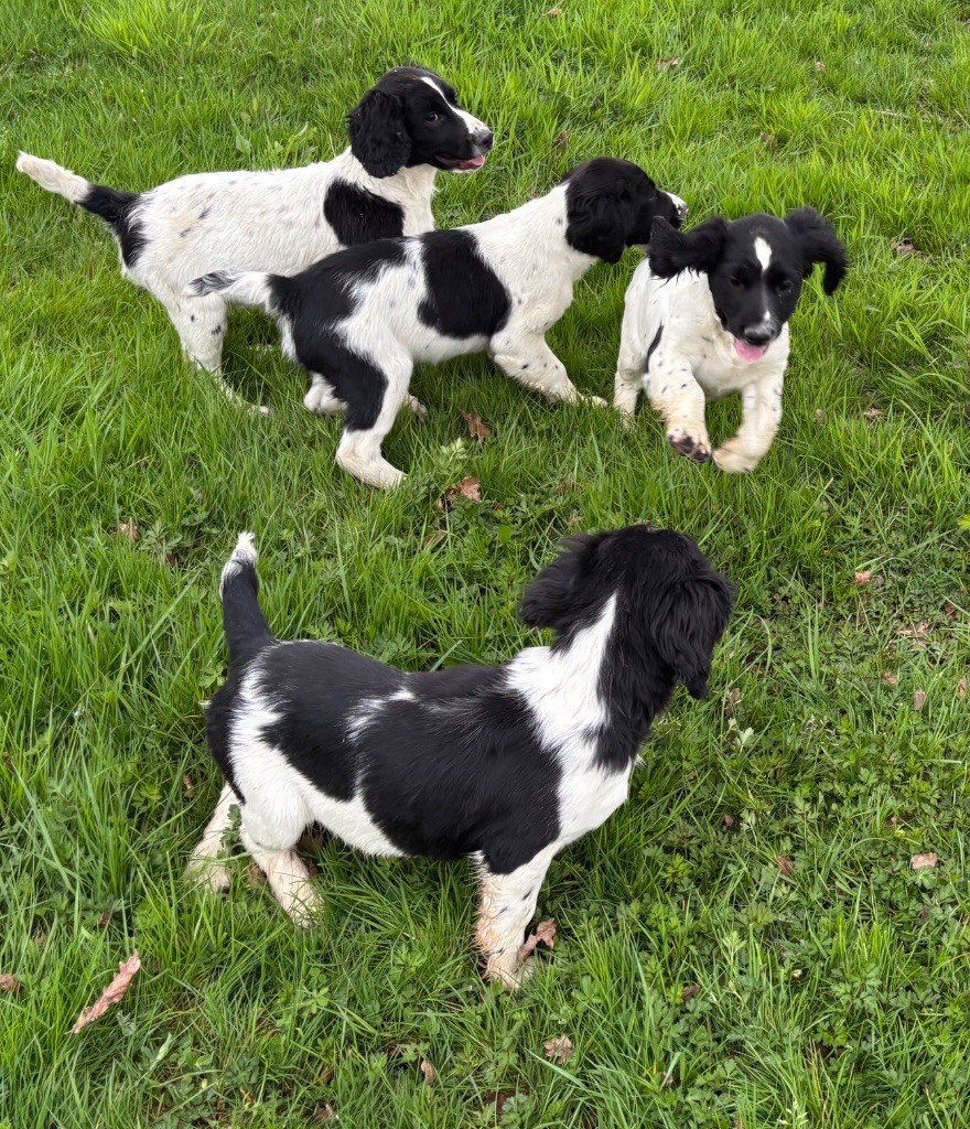 Chiot English Springer Spaniel des Etangs de Dame Blanche