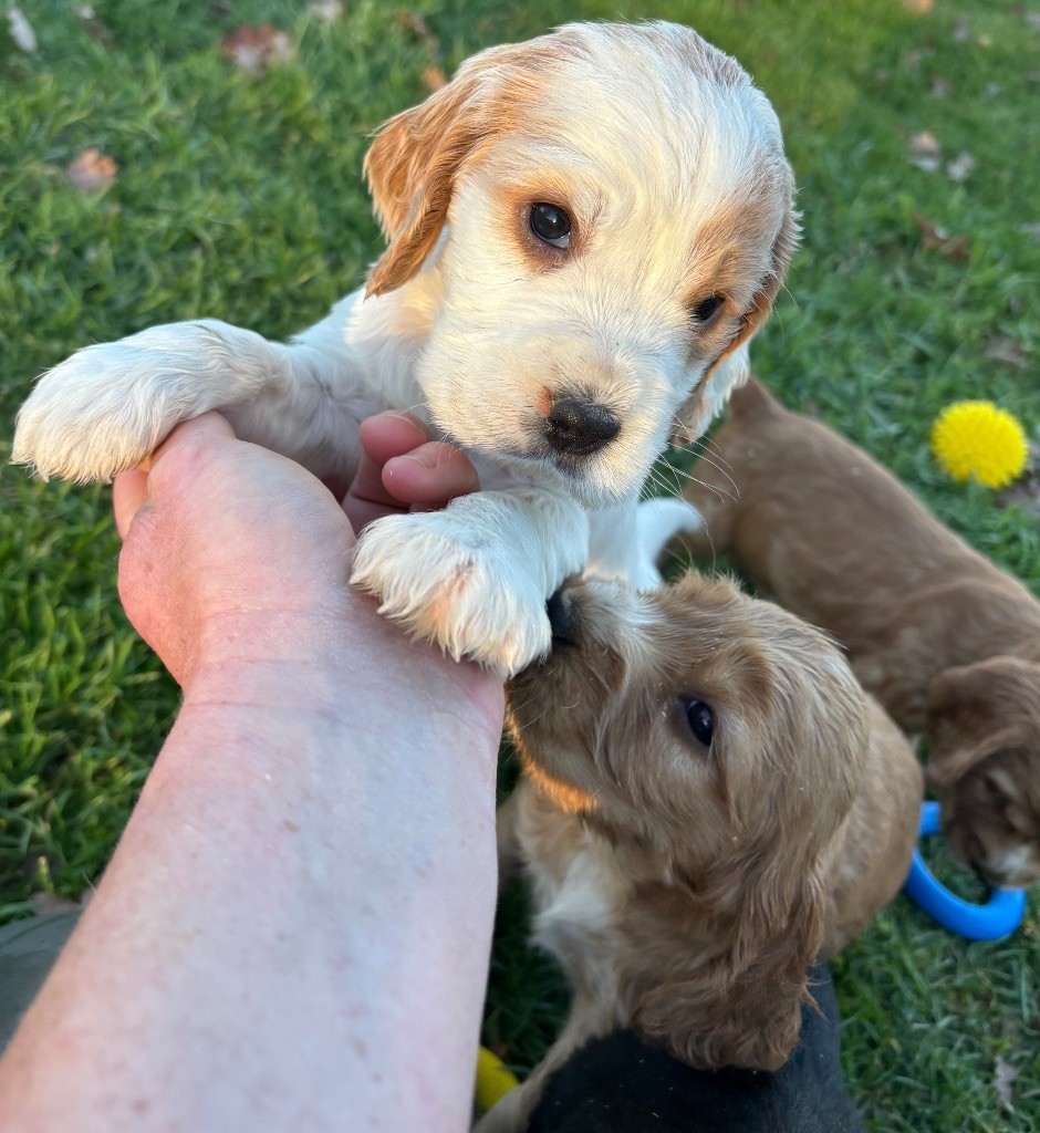 des Etangs de Dame Blanche - Chiots disponibles - Cocker Spaniel Anglais